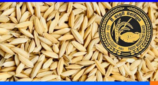 දින 4ක් තුළ වී ටොන් 305ක් මිලදී අරන්...